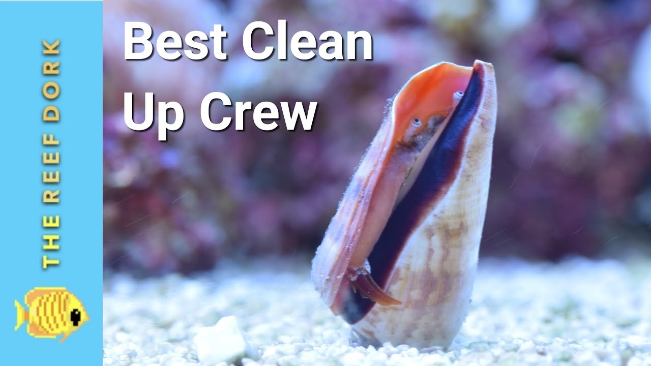 4 Clean Up Crew EVERY Marine Tank Should Have!