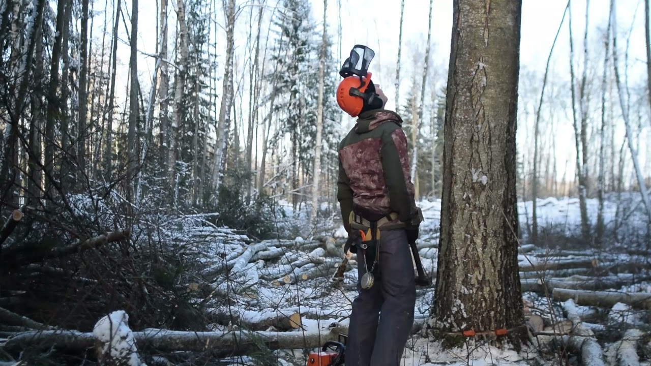 Работа в лесу. Бензопила Stihl 361 ms. Валка леса. Красивый морозный день!