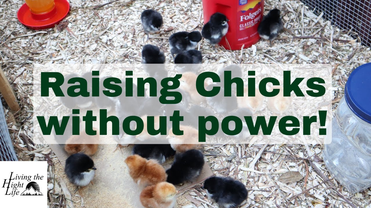 BROODING CHICKS OFFGRID! How we are keeping chicks alive outside WITHOUT an electric brooder
