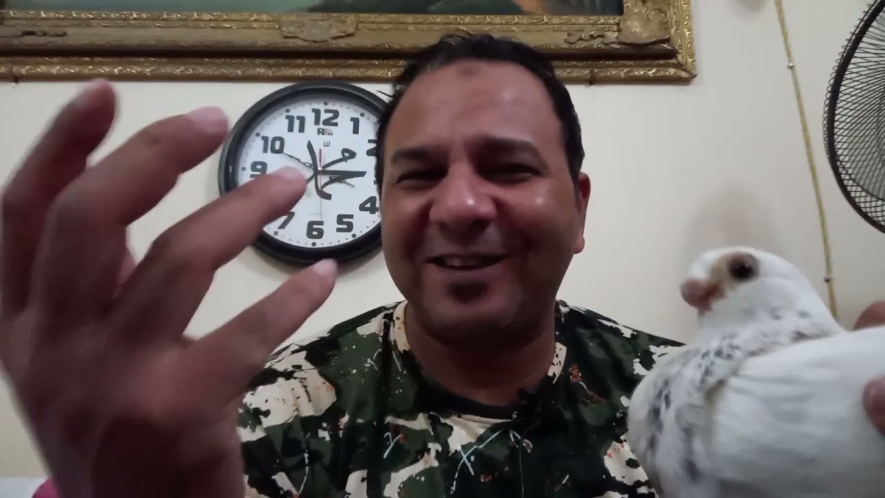 ياريت  اي حد يتكلم علي طبيعية الحمام #فرجه#صوفه#جامده # لاحلي ناس