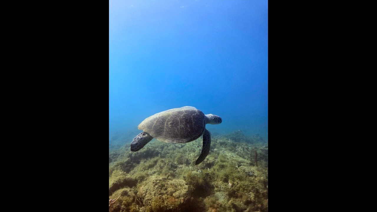 Will évasion rencontre avec les Tortues Deshaies Guadeloupe