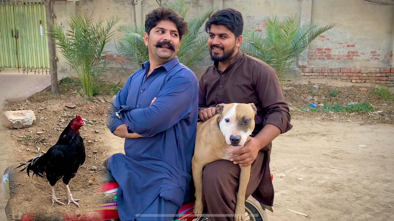 Tonny Ki Game Huny Lagee | Aseel Murghay Laar Paraye Ajj | Donu Zakhki