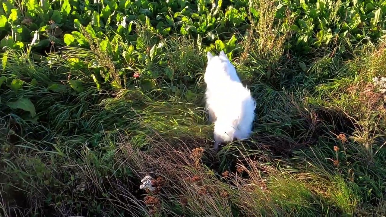 Dansk Spids - Danmarks bedste familiehund