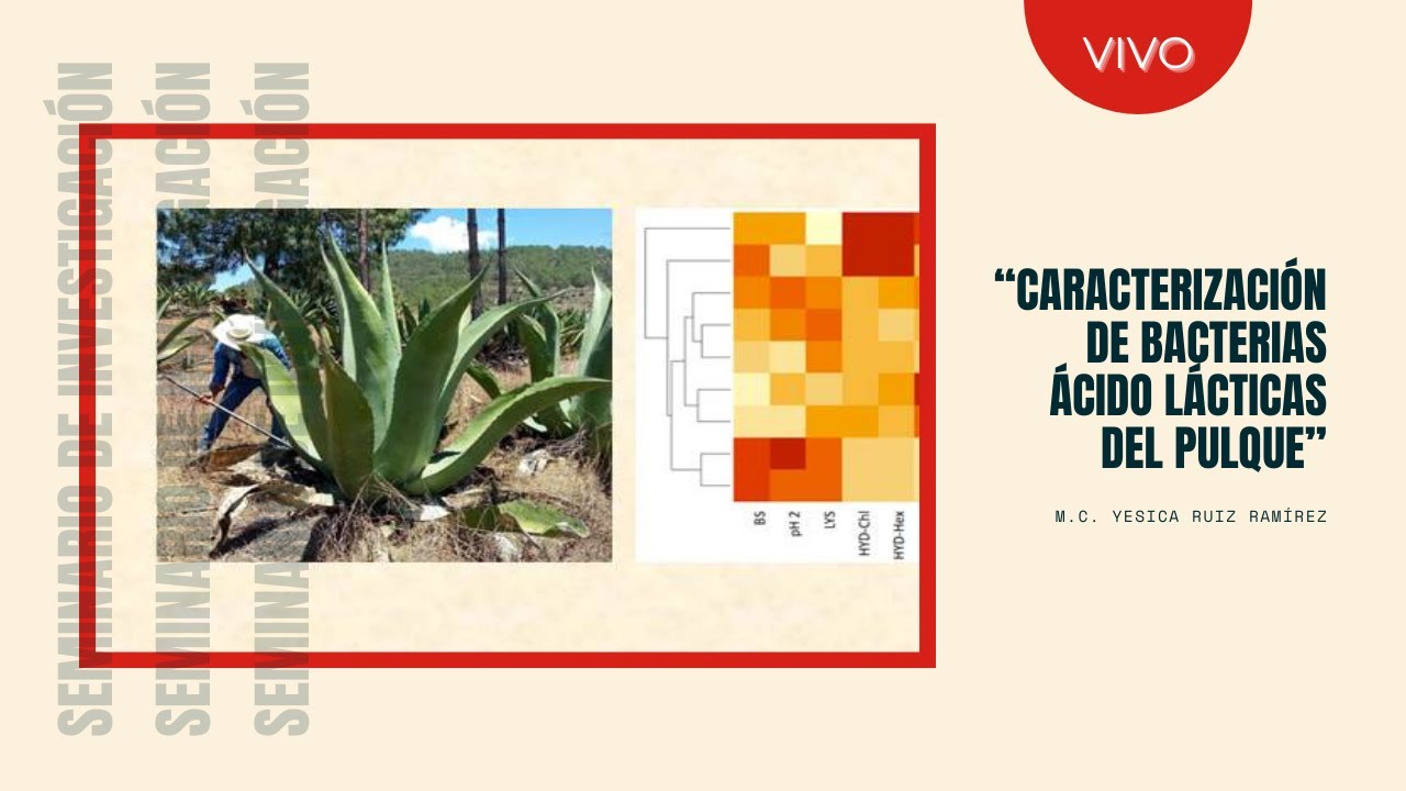 &ldquo;Caracterizaci&oacute;n de bacterias &aacute;cido l&aacute;cticas aisladas del pulque&rdquo; - M.C. Yesica Ruiz Ram&iacute;rez