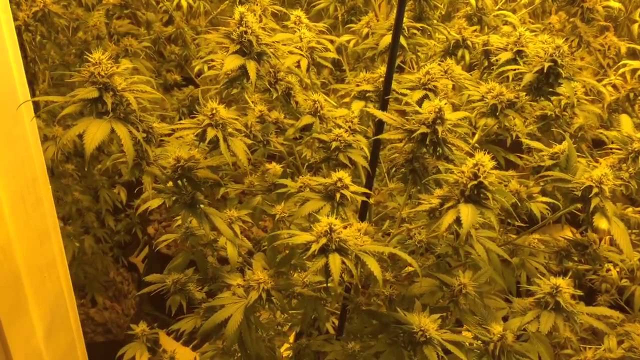 Marijuana Grow - Golden Goat 8 Week Flower + Veg Update - Part 1
