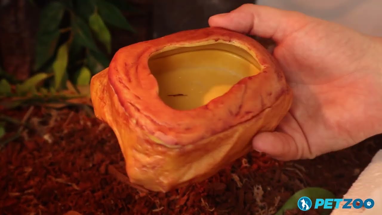 How To Use a Dish Mealworm Feeder for Reptiles | For a Green Tree Python