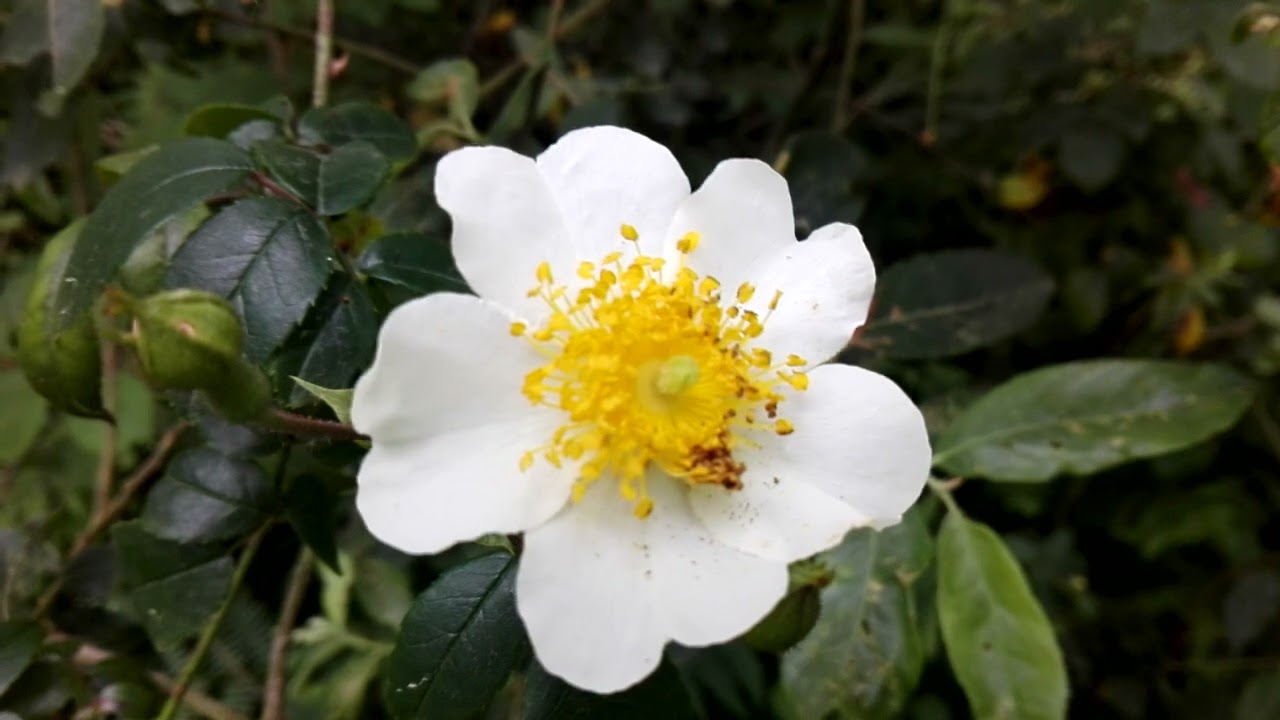 Rosa sempervirens (Evergreen rose)
