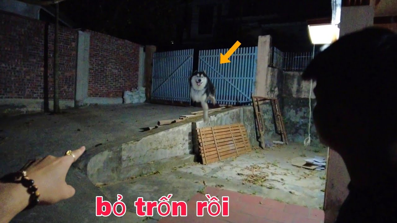 Hỏng Rồi 30 Phút Hốt Hoảng Truy Tìm Ngáo Husky Của Dương KC Mất Tích NTN | Hùng Ka