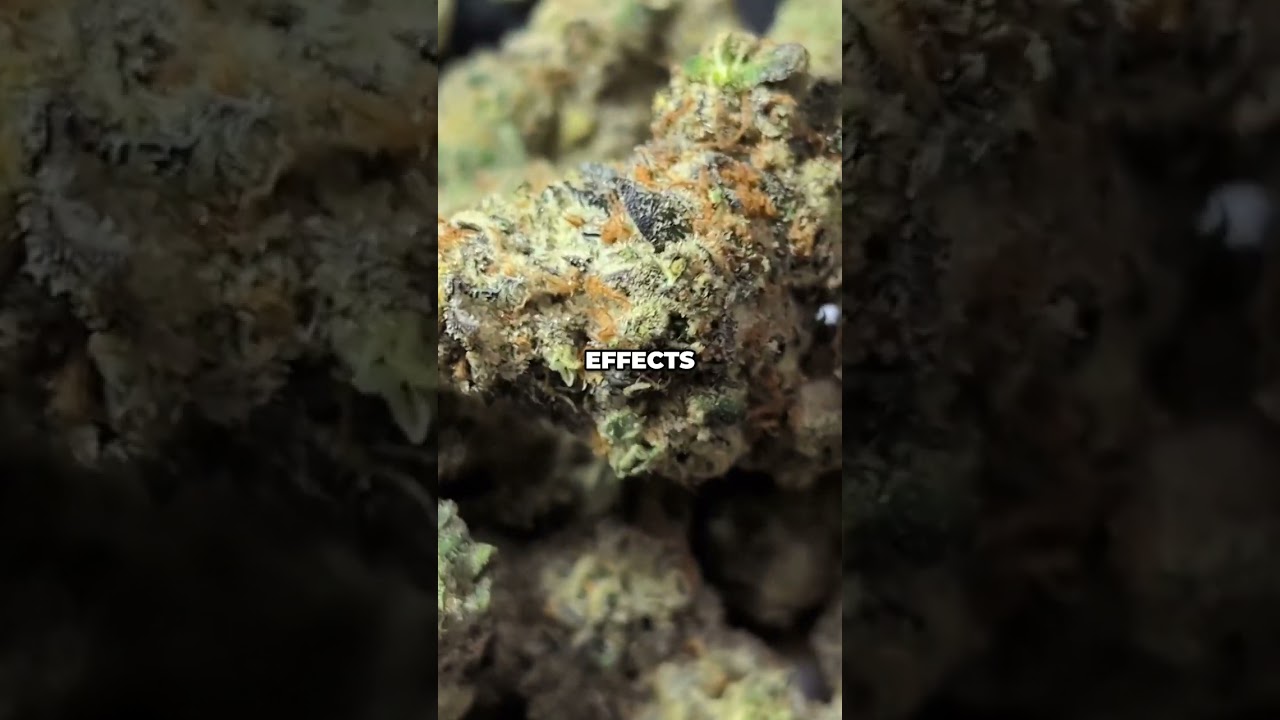 Lemonade, Gelato, Poundcake: The ULTIMATE Hybrid Strain Explained!