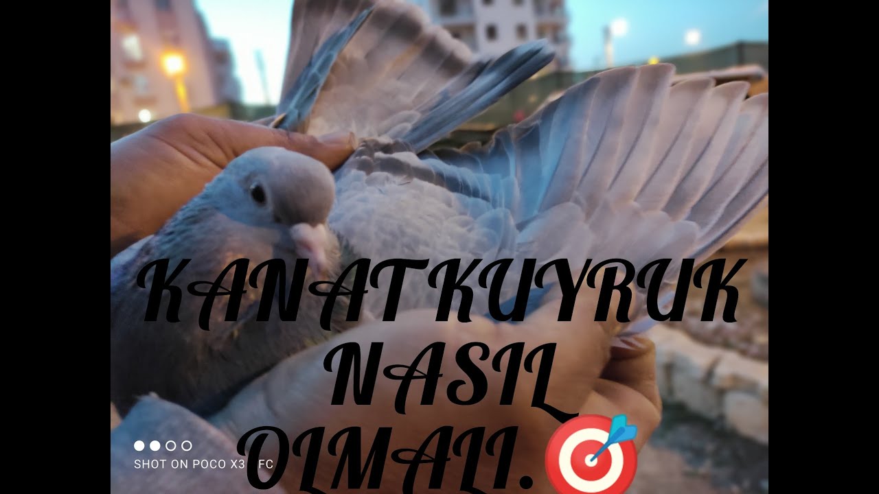 GÜVERCİN DE KANAT KUYRUK.Nasıl olmalı İyi güvercinin Kanat kuyruğu nasıl olmalı.💯