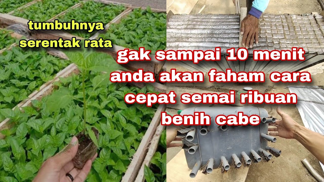 CARA CEPAT SEMAI RIBUAN BENIH GUNAKAN ALAT SEDERHANA