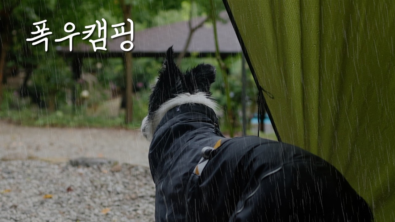 무섭게 쏟아지는 폭우속, 강아지들과 나홀로 우중캠핑