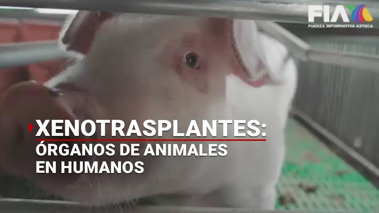 #XENOTRASPLANTES | Trasplantar órganos de animales en humanos... ¡ya es una realidad!