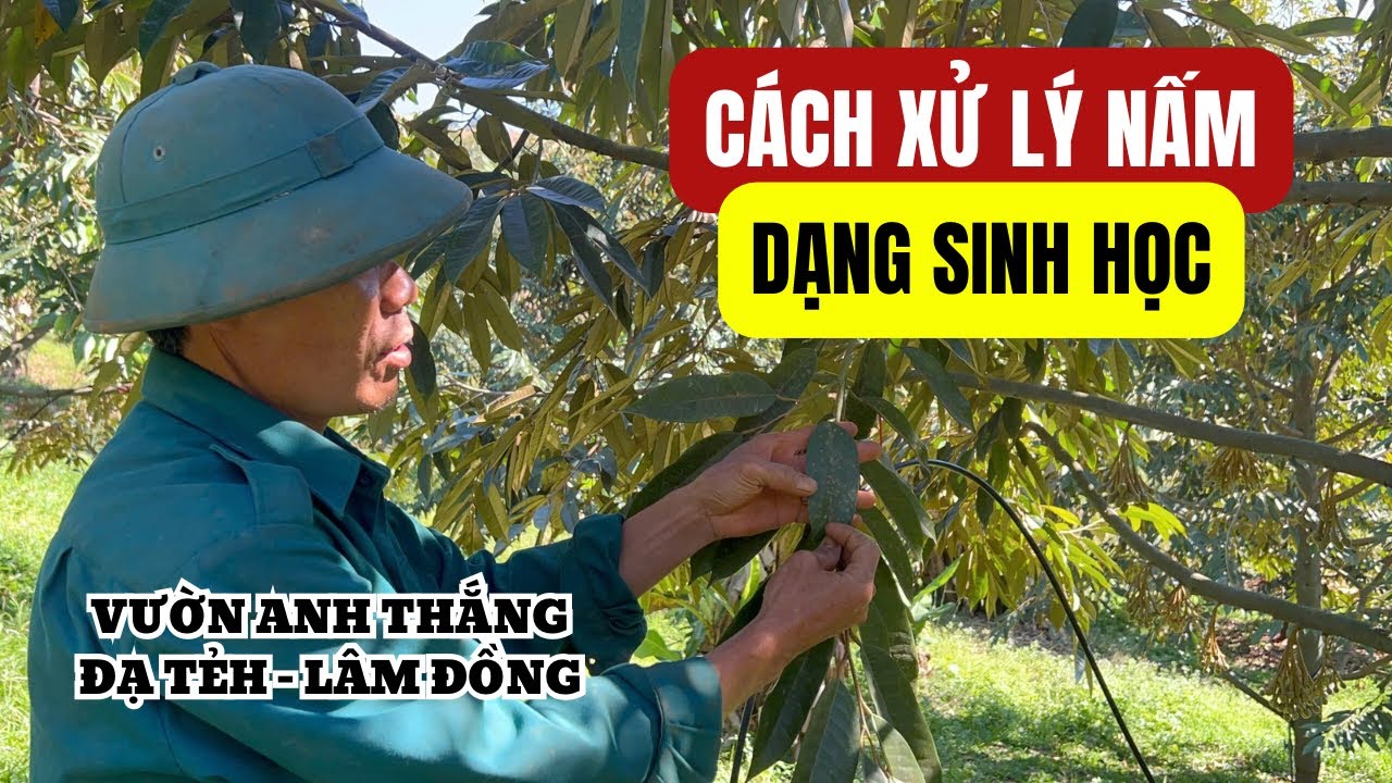 XỬ LÝ NẤM BỆNH VƯỜN ANH THẮNG - ĐẠ TẺH, LÂM ĐỒNG