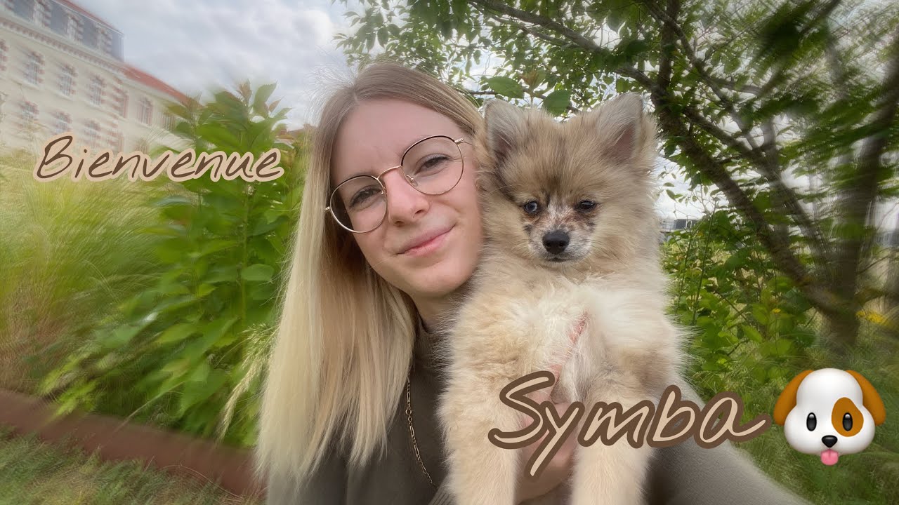 J'adopte un deuxième chiot (un spitz, aussi !)🐶 | Sansan