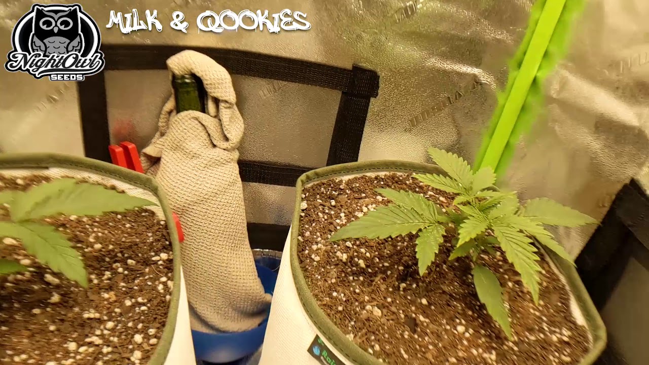 Milk & Qookies Week 2