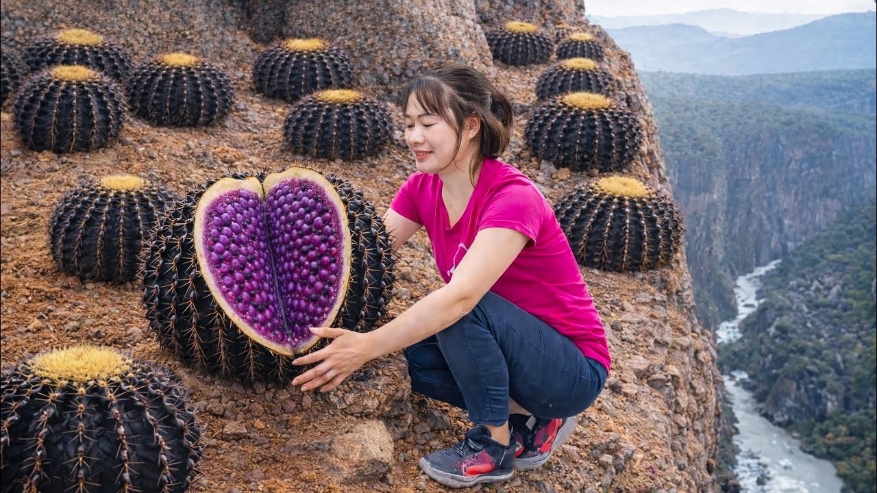 CHOCANTE! Colhendo Cactos Gigantes no Penhasco | Cortando a Fruta Roxa Mais Rara do Deserto