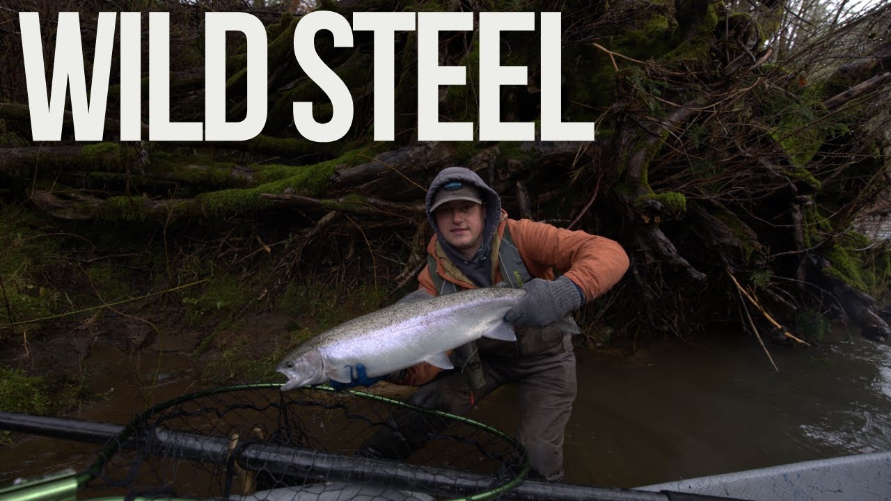 Early Winter Steelhead BROODSTOCK Steel