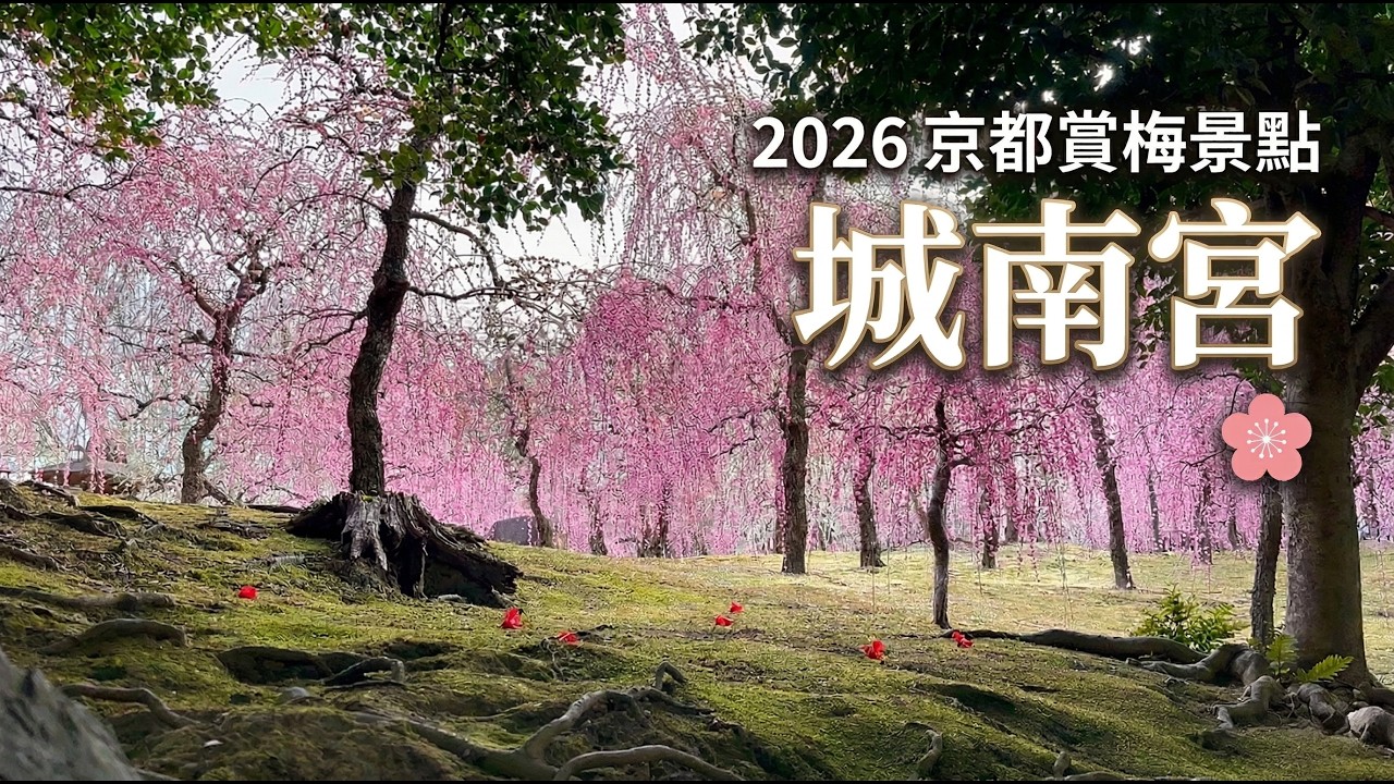 2026京都賞梅景點｜櫻花季前的京都🌸城南宮150株枝垂梅滿開梅花與山茶花同時盛開