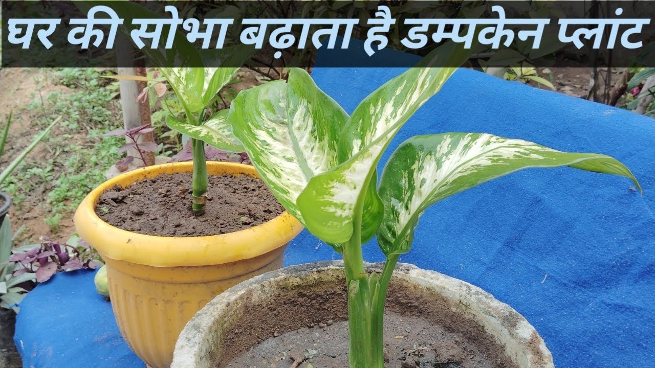 घर पर डम्पकेन पौदा लगाने का आसान तरीका#homegarden 