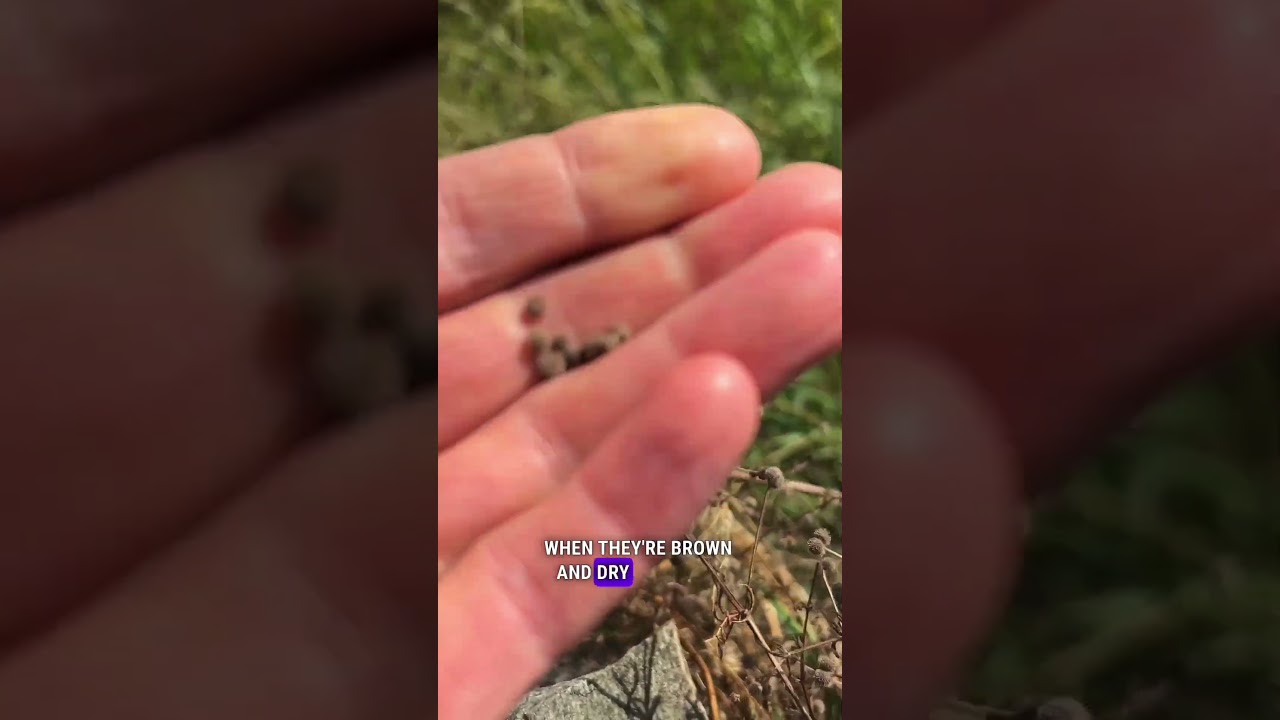 Harvesting tips for collecting the seeds of Sticky Weed to make coffee!