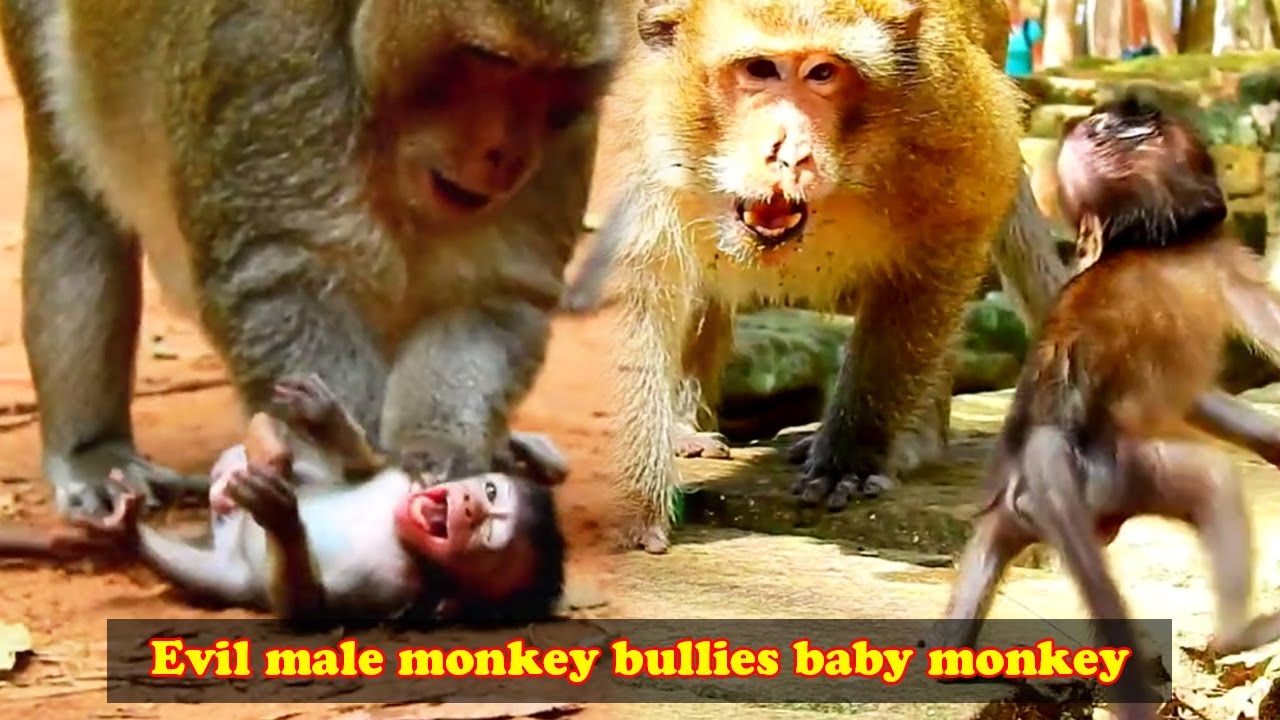 The poor baby monkey was bullied by the evil male monkey