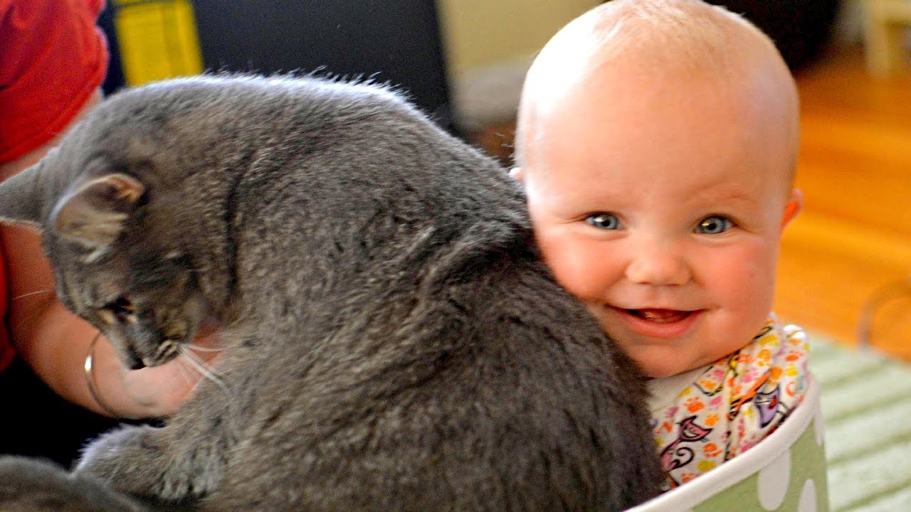 Babies Laughing Hysterically at Cats Compilation NEW