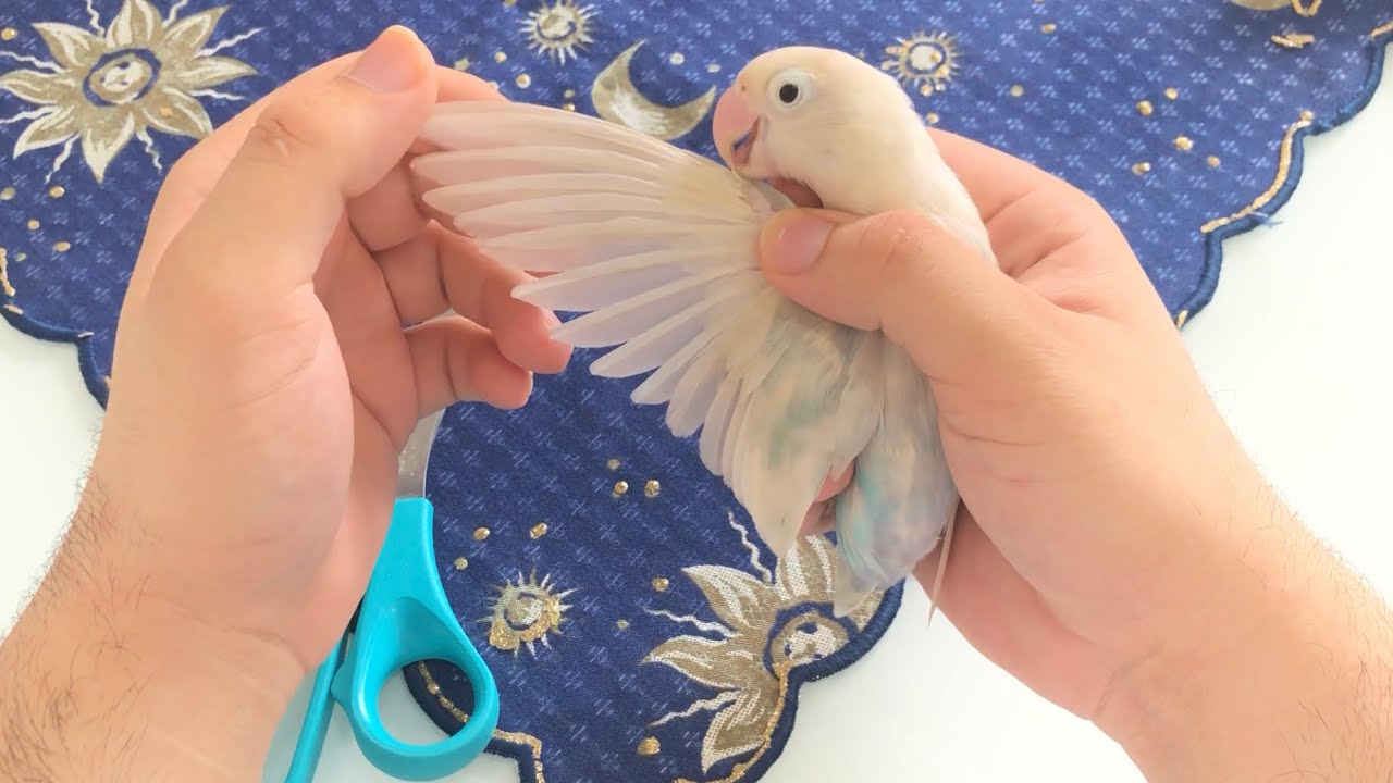 COMO CORTAR AS PENAS DAS ASAS DO MEU AGAPORNE CORRETAMENTE | #RihanPets