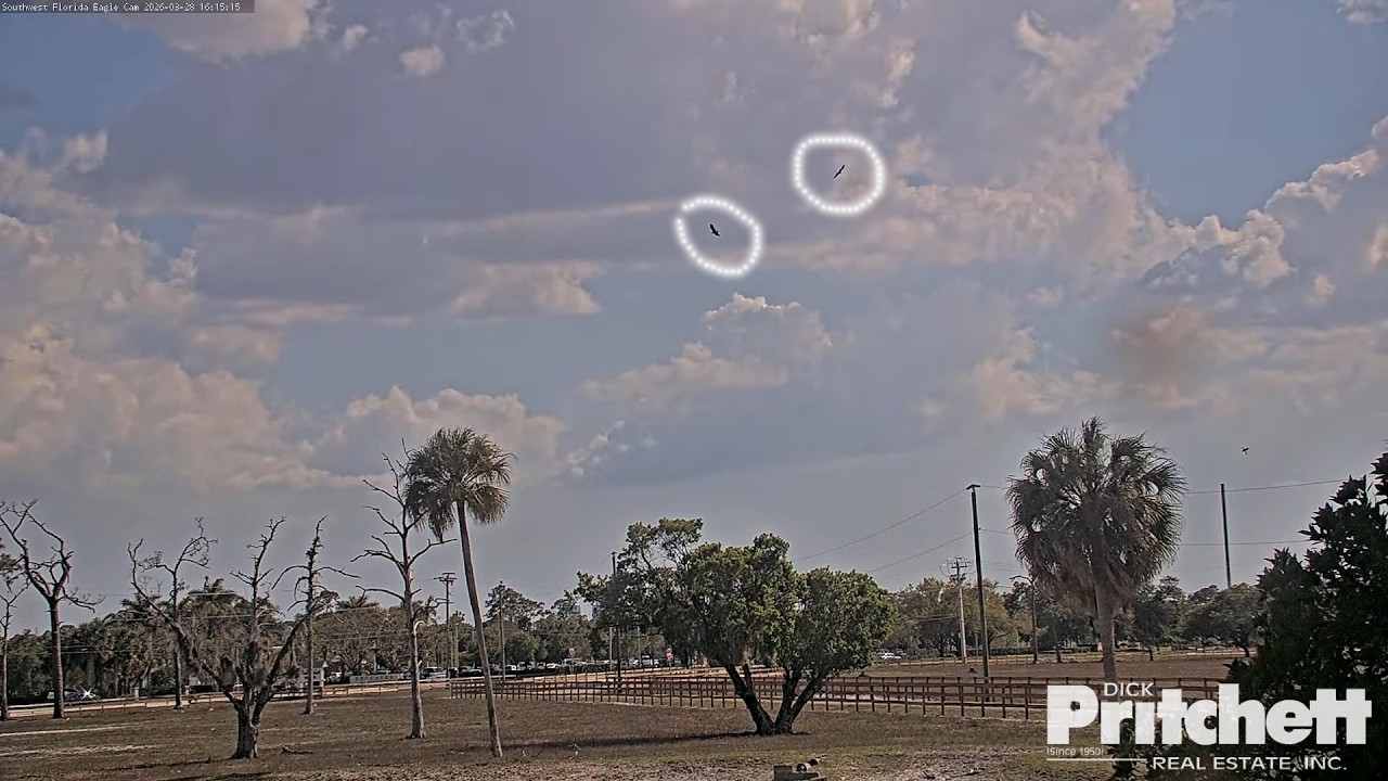 SWFL. Fish delivery, E26 chasing dad / 16:19 / 2026-03-28