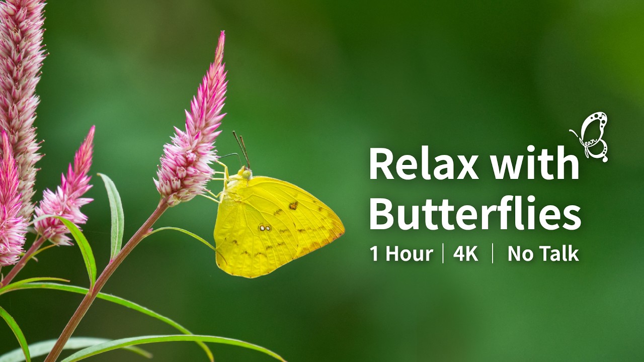Calming Butterfly Flight – 1 Hour Relaxing Music & Nature Visuals 🦋#Butterfly #NatureVideo #relaxing