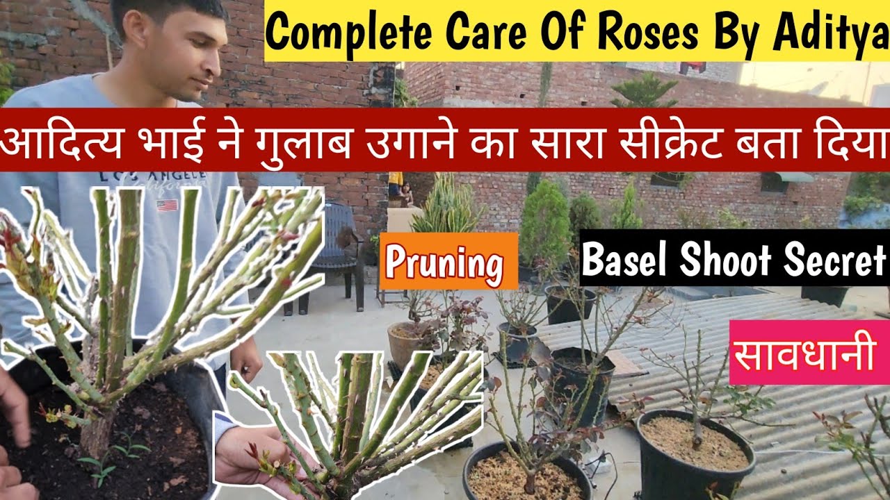 आदित्य भाई ने बता ही दिया गुलाब उगाने का सारा सीक्रेट🌹Rose Pruning👌Rose Plant Growing Tips 🇮🇳