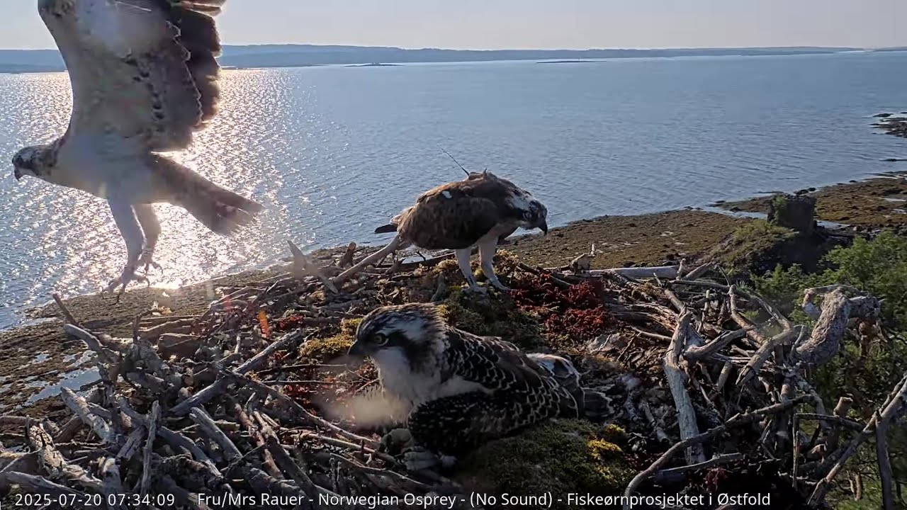 Fru Rauer - 12L (Frøy første flytur) - Fledges for the first time July 20th - 2025 #osprey #fiskeørn