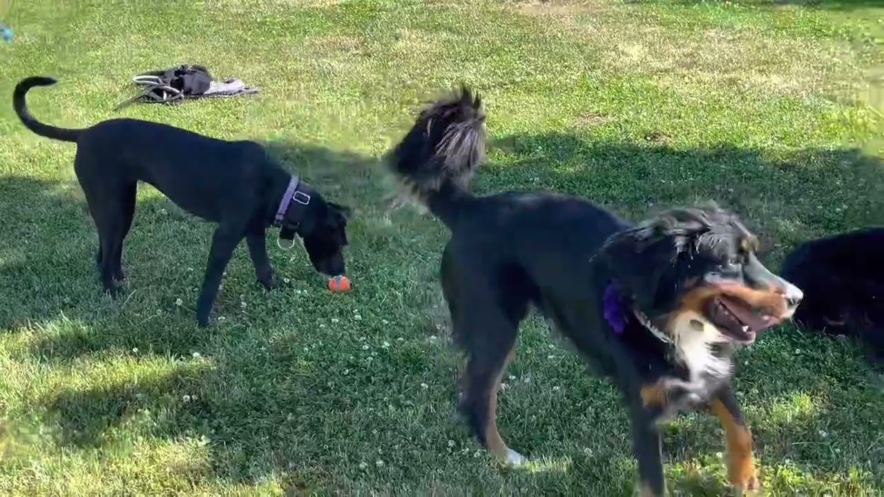 Doggie playdate