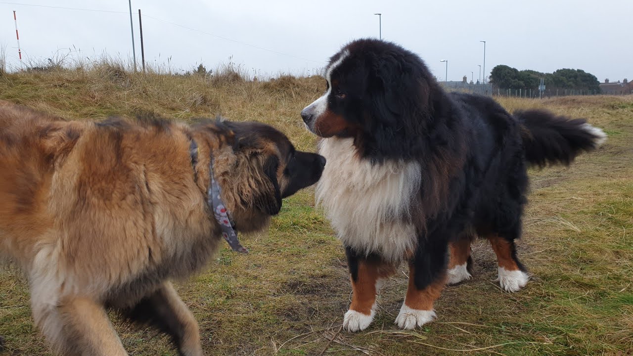 A LEONBERGER AND BERNISE MOUNTAIN DOG PLAYING 🐕