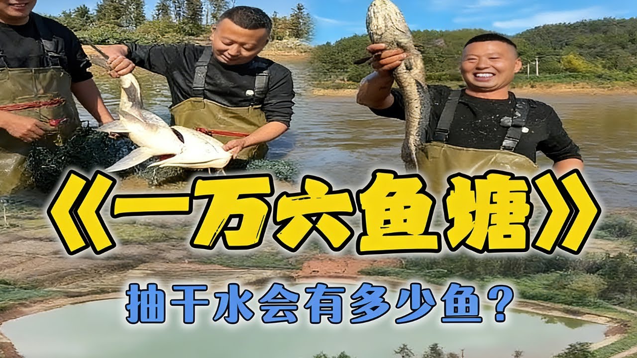 花16888包下一口魚塘，抽乾水看看能上多少魚？ #戶外 #魚塘 #抓魚 #甲魚 #fishing
