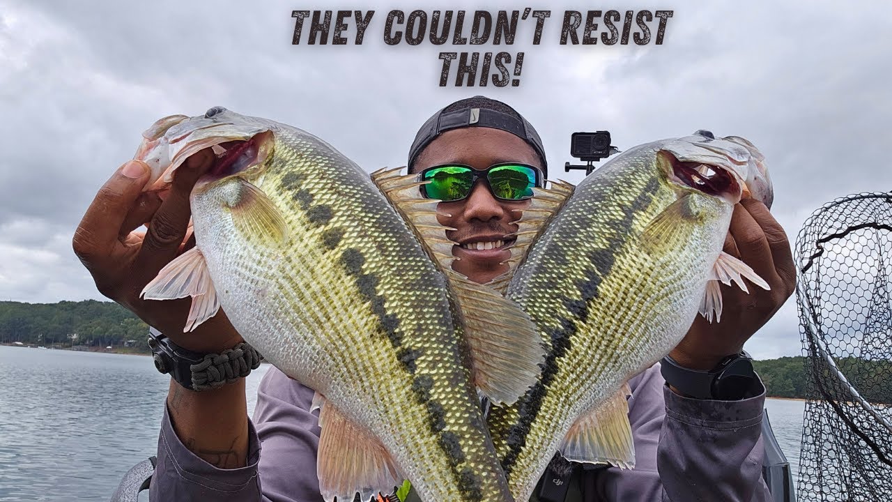 The MOST Irresistible LURE for Fall Top Water SPOTTED Bass Fishing on LAKE LANIER