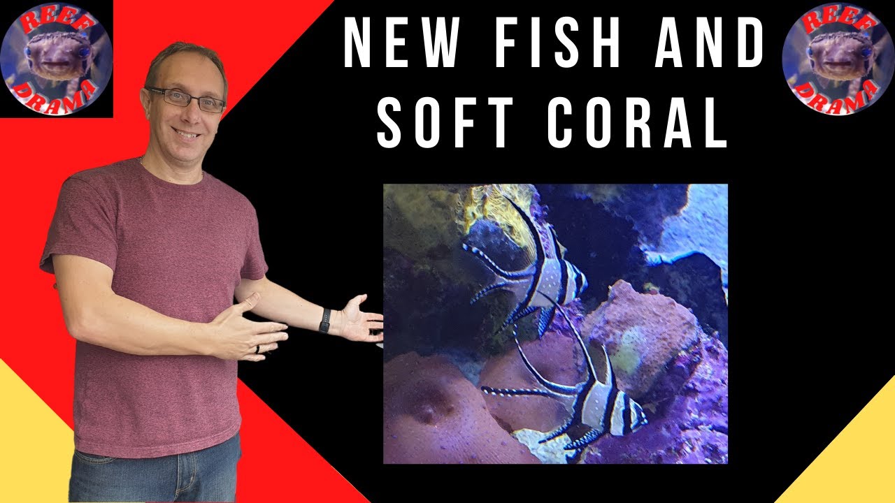 Best acclimation process for New Banggai Cardinalfish plus some Coral | Saltwater Tank