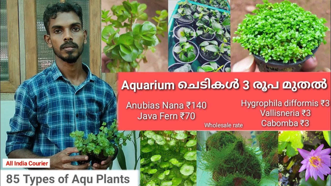 Aquarium Plants Malayalam | വിലകുറവിൽ