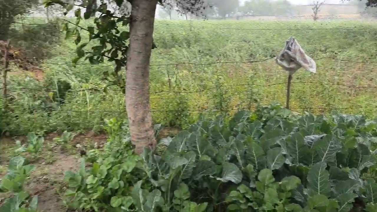🌿🥰जय श्री राम #villagelifeinindia #naturevideo#kitchengarden #gardening 🌿🥰
