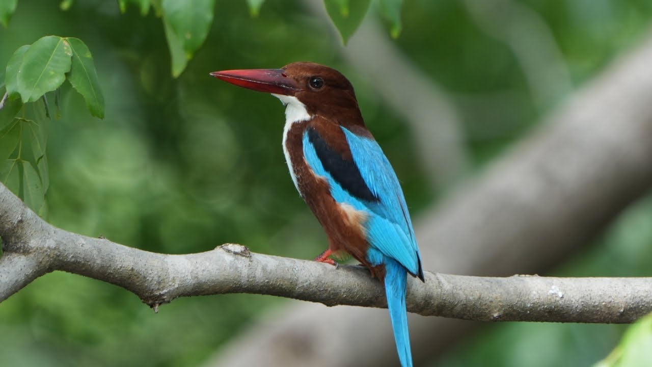 EP01. Beautiful nature White-throated kingfisher birds. [ Review Bird Nest ]