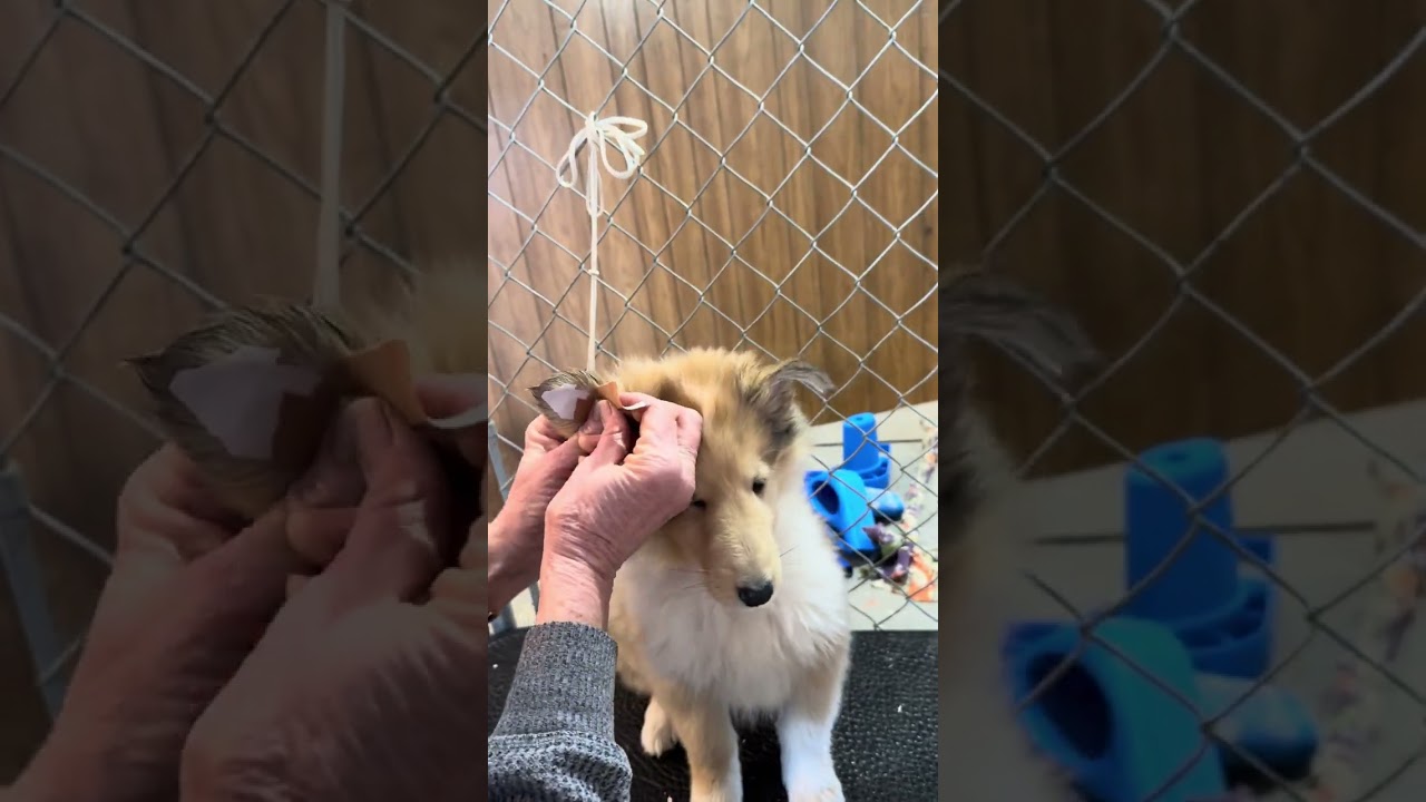 Bracing and taping collie puppy ears 