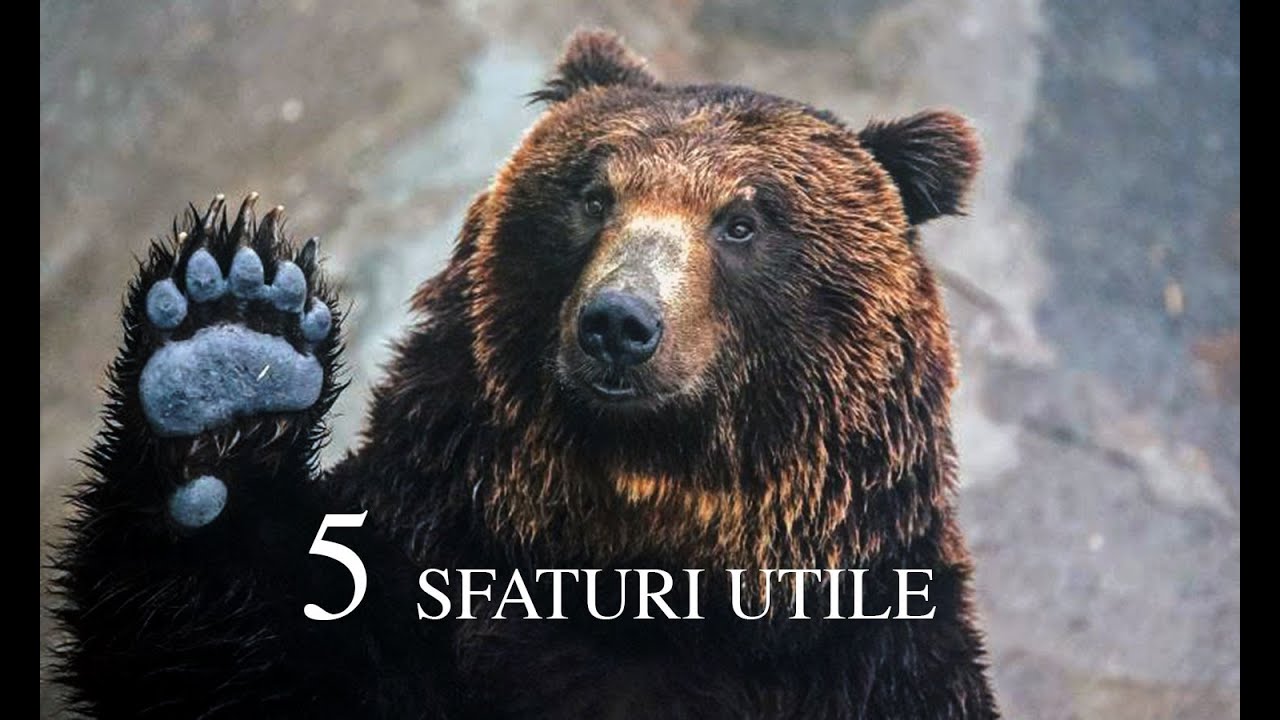 Cum te ferești de LUPI și URȘI în sălbăticie