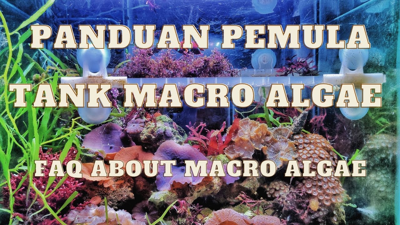 TANYA JAWAB SEPUTAR MACRO ALGAE - EDISI PEMULA (BAHASA INDONESIA)