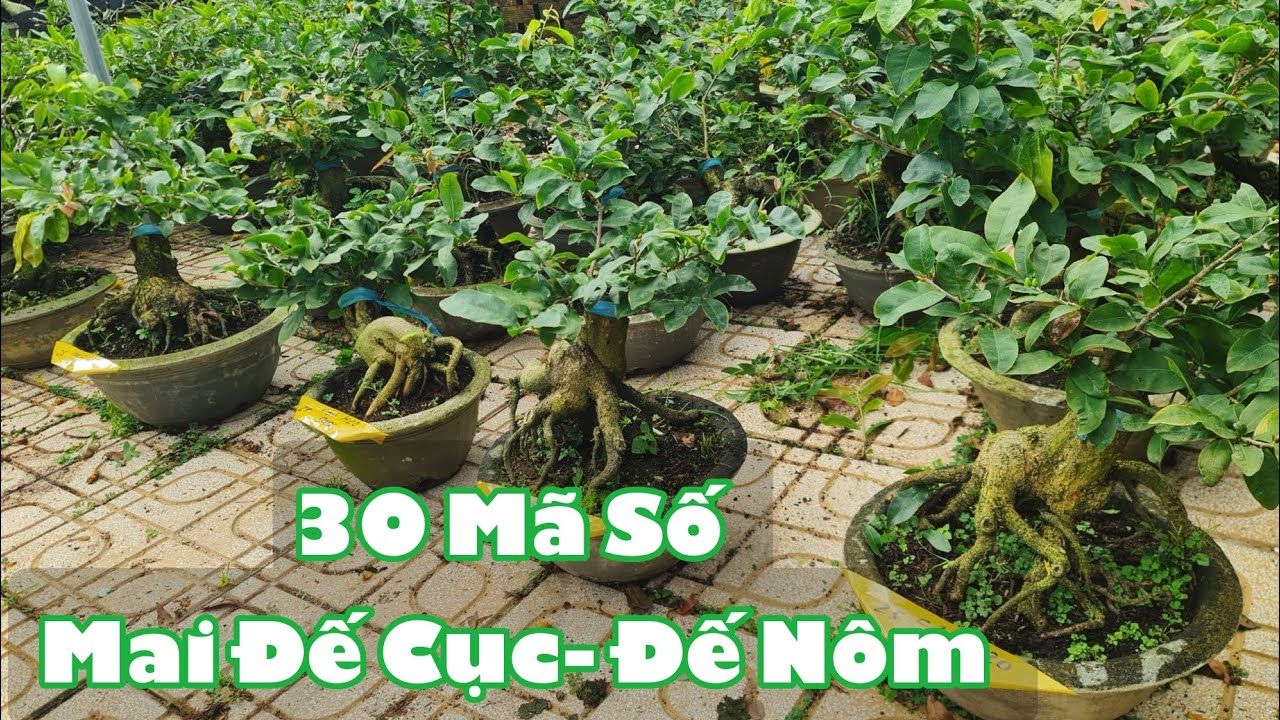Ngày 28/02. 30 Mã Số Mai Ông Thầy, Thọ Hương, Bình Lợi, Như Ý, Bạch Mai...☎Út 0353777111