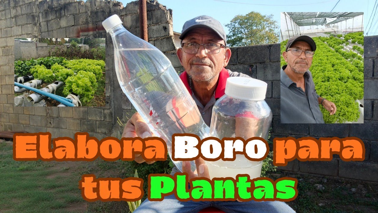 Elabora Boro (B) para tus plantas 🥬🌿 como todo un EXPERTO 🧑‍🔬⚗️🥼.