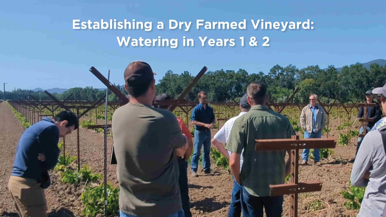 Establishing a Dry Farmed Vineyard Watering in Years 1 and 2