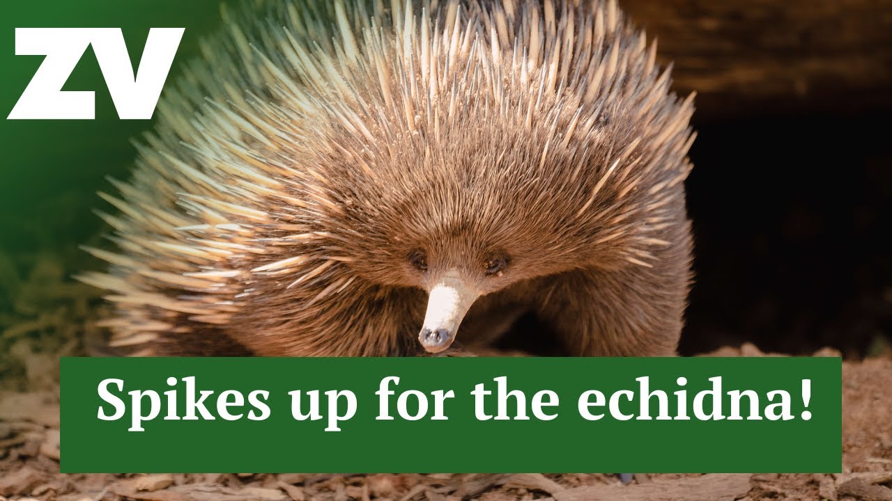 Spikes up for the Echidna!