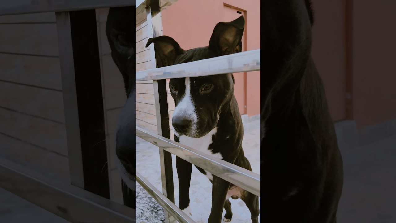#pitbull