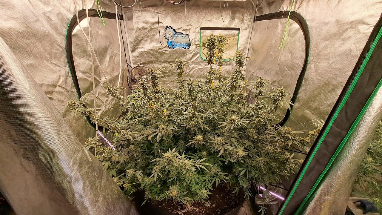 HARVEST PURPLE KUSH. MAUI WOWEE. HOLY SMOKE. UPDATE ON DWC AND SEED PROJECT