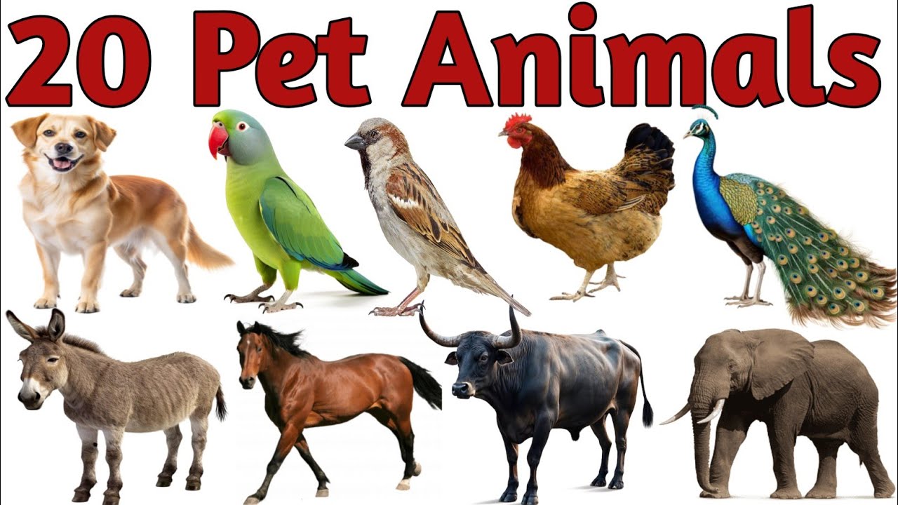 पालतू जानवरों के नाम सीखें 20 Pets Animals Names in English for Kids Vocabulary Learning Preschool 